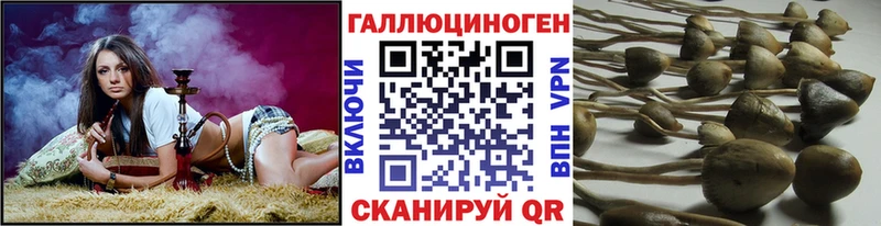 Псилоцибиновые грибы Psilocybe  Купить  Кубинка 